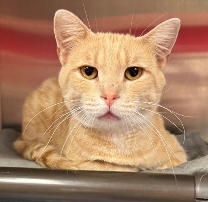 Enlarge Bennigan, a Adoptable Domestic Short Hair in Willmar, MN image 3/3