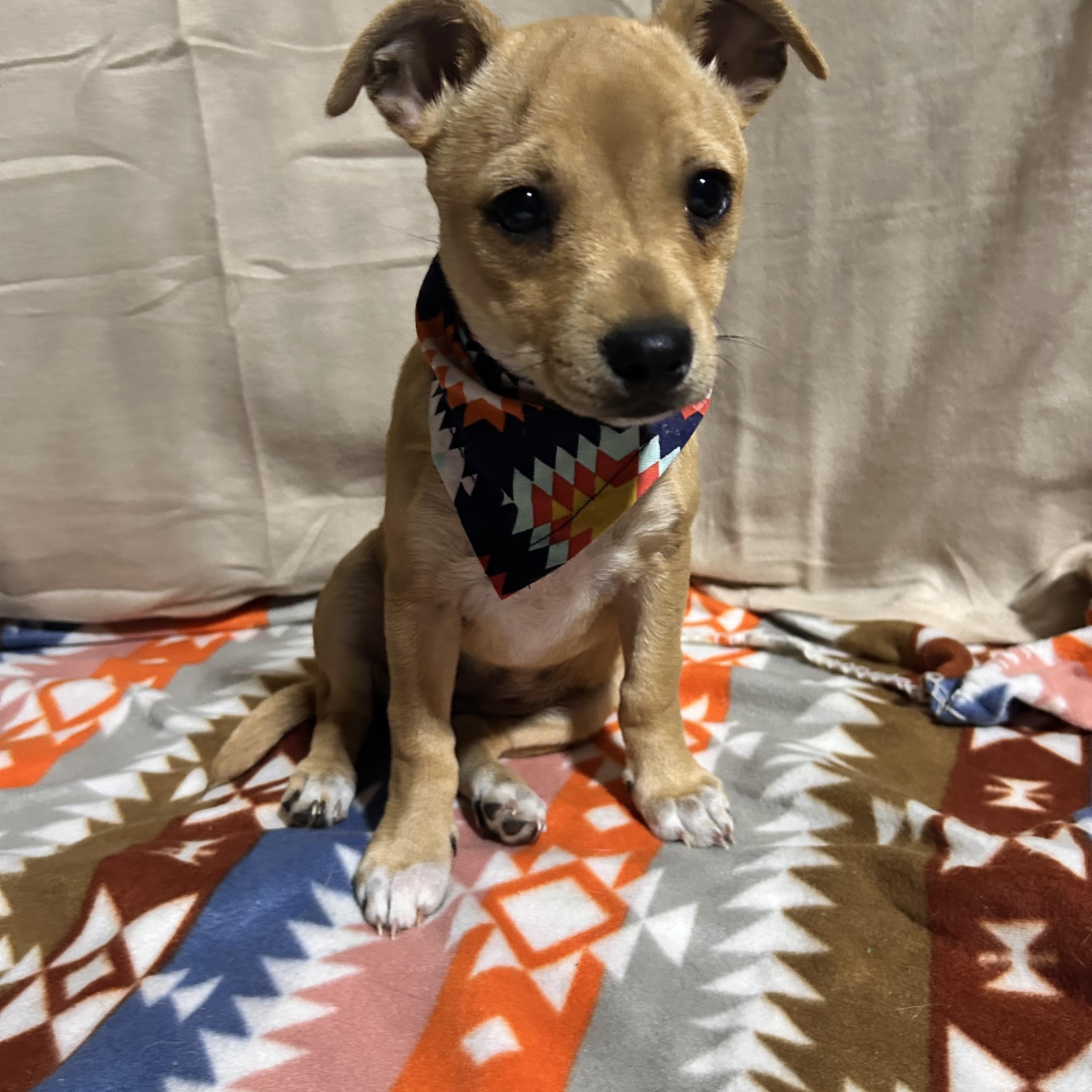 Enlarge MAGNOLIA (MAGGIE), an adoptable mixed breed in Newborn, GA image 3/5