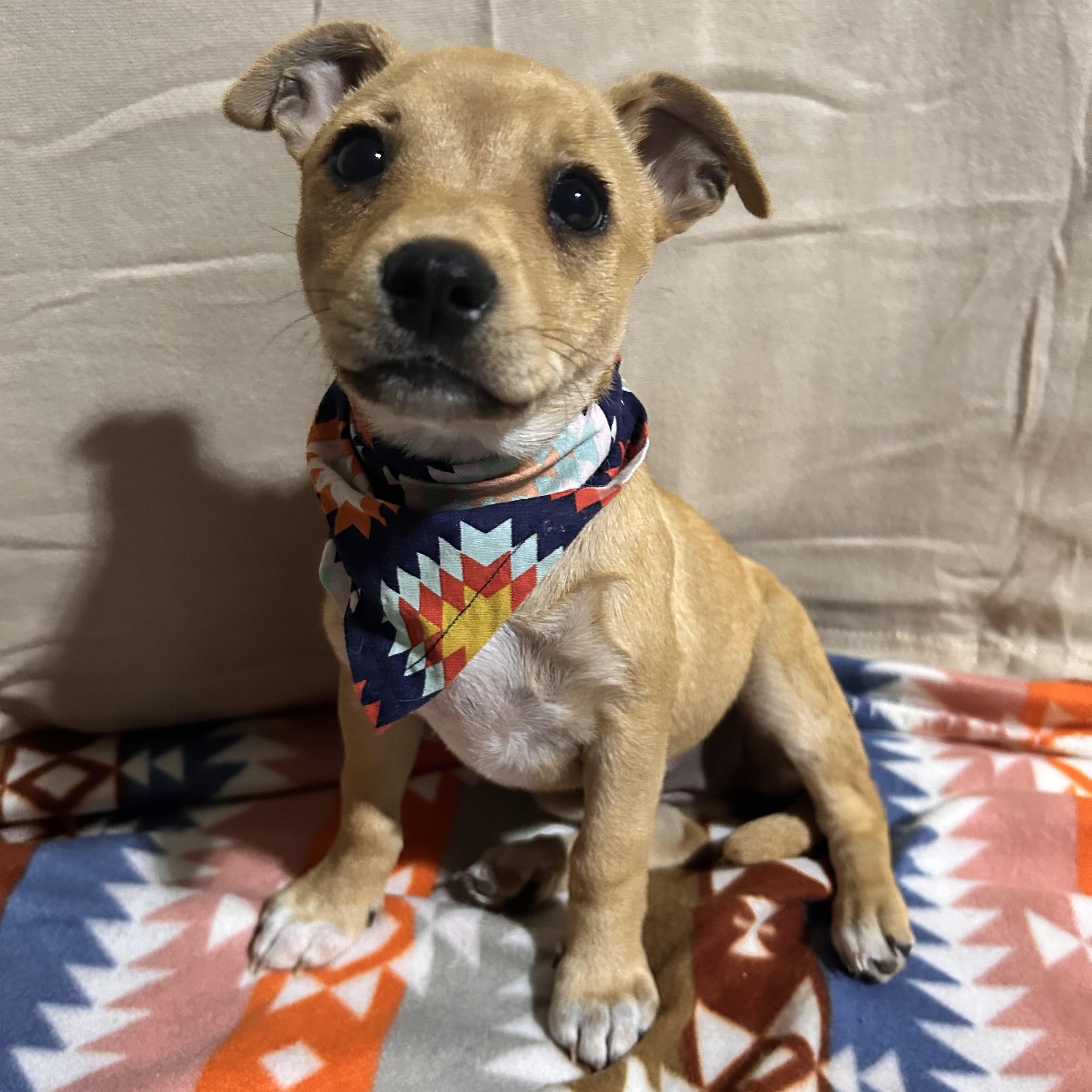 Enlarge MAGNOLIA (MAGGIE), an adoptable mixed breed in Newborn, GA image 5/5