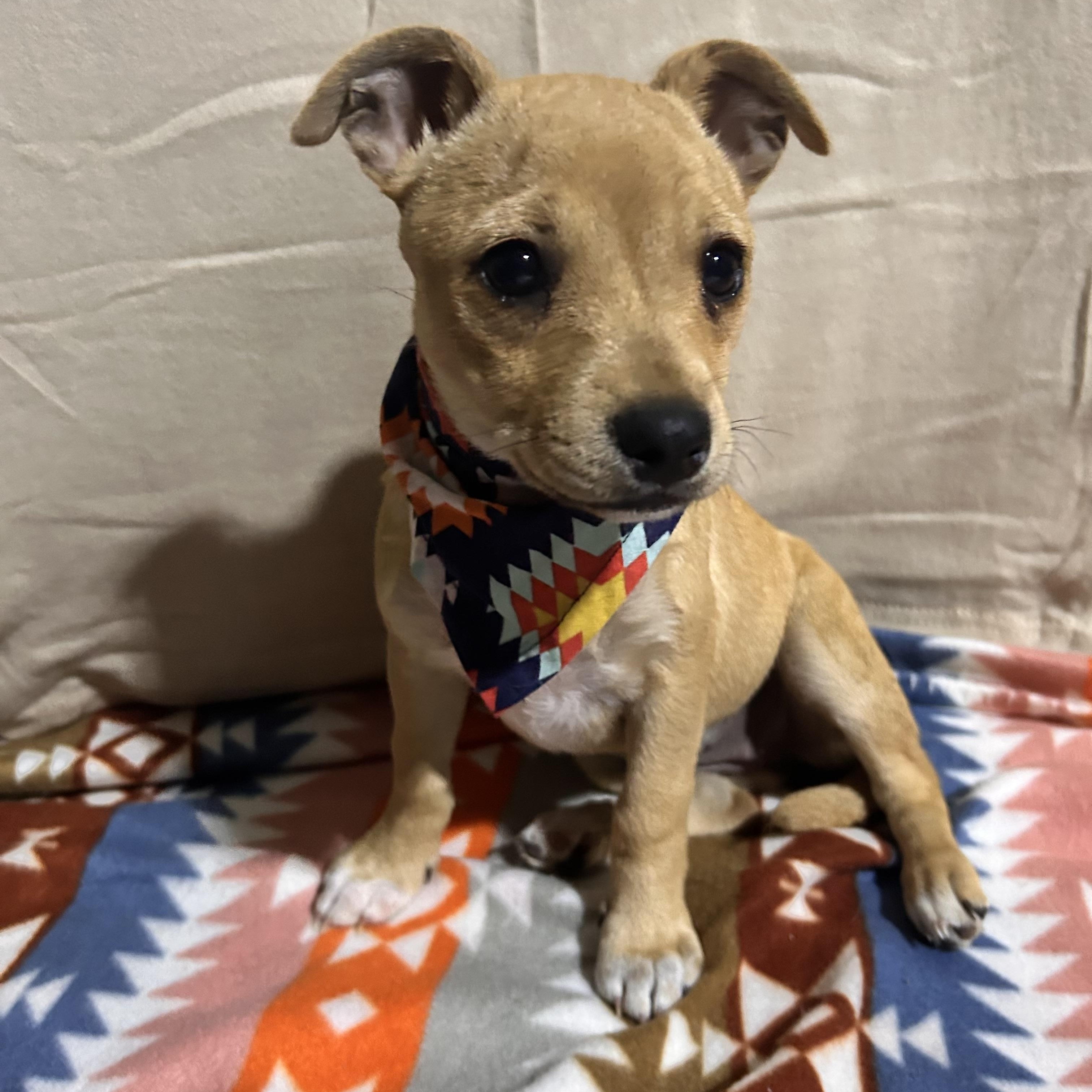 MAGNOLIA (MAGGIE), adoptable, Puppy Female Chihuahua.