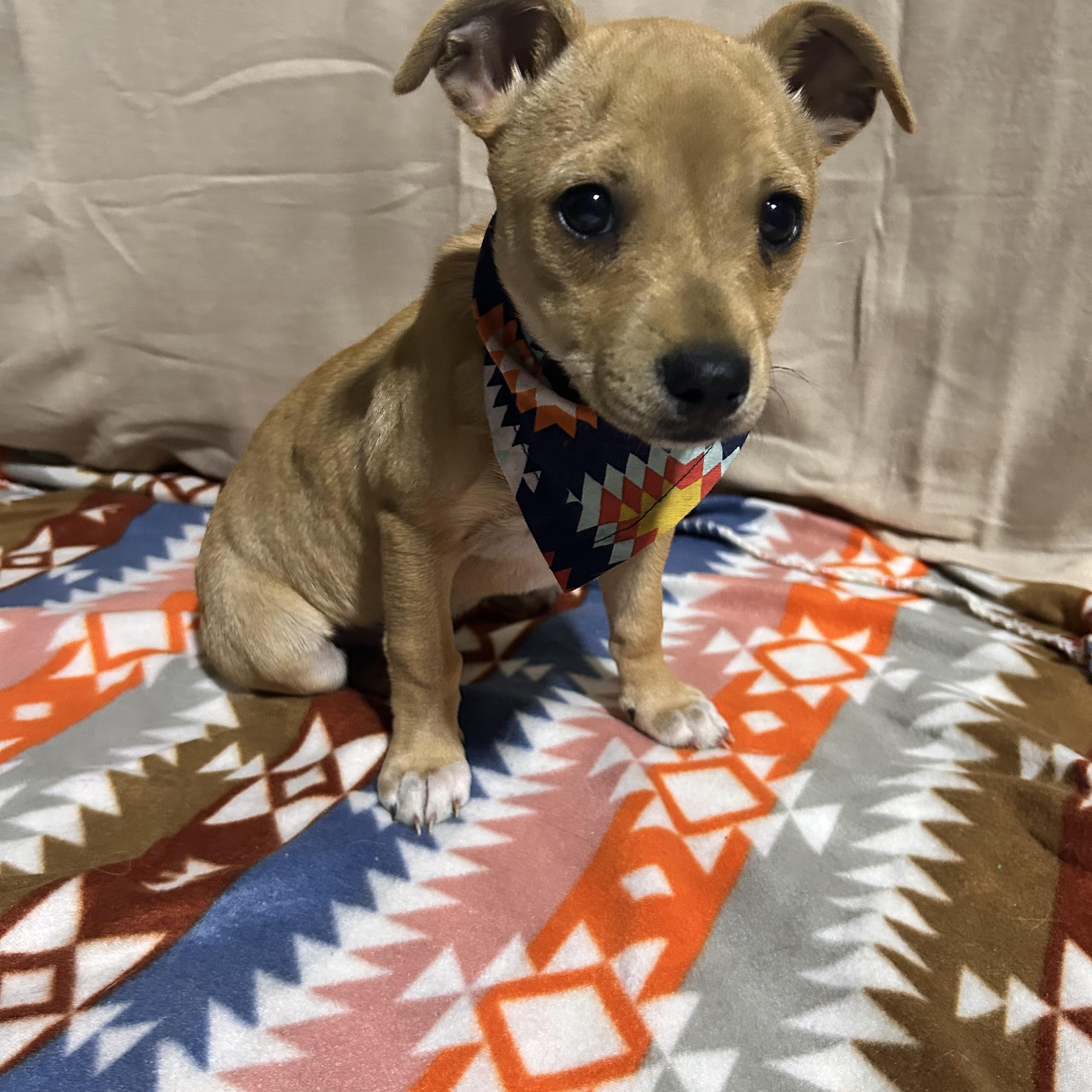 Enlarge MAGNOLIA (MAGGIE), an adoptable mixed breed in Newborn, GA image 4/5