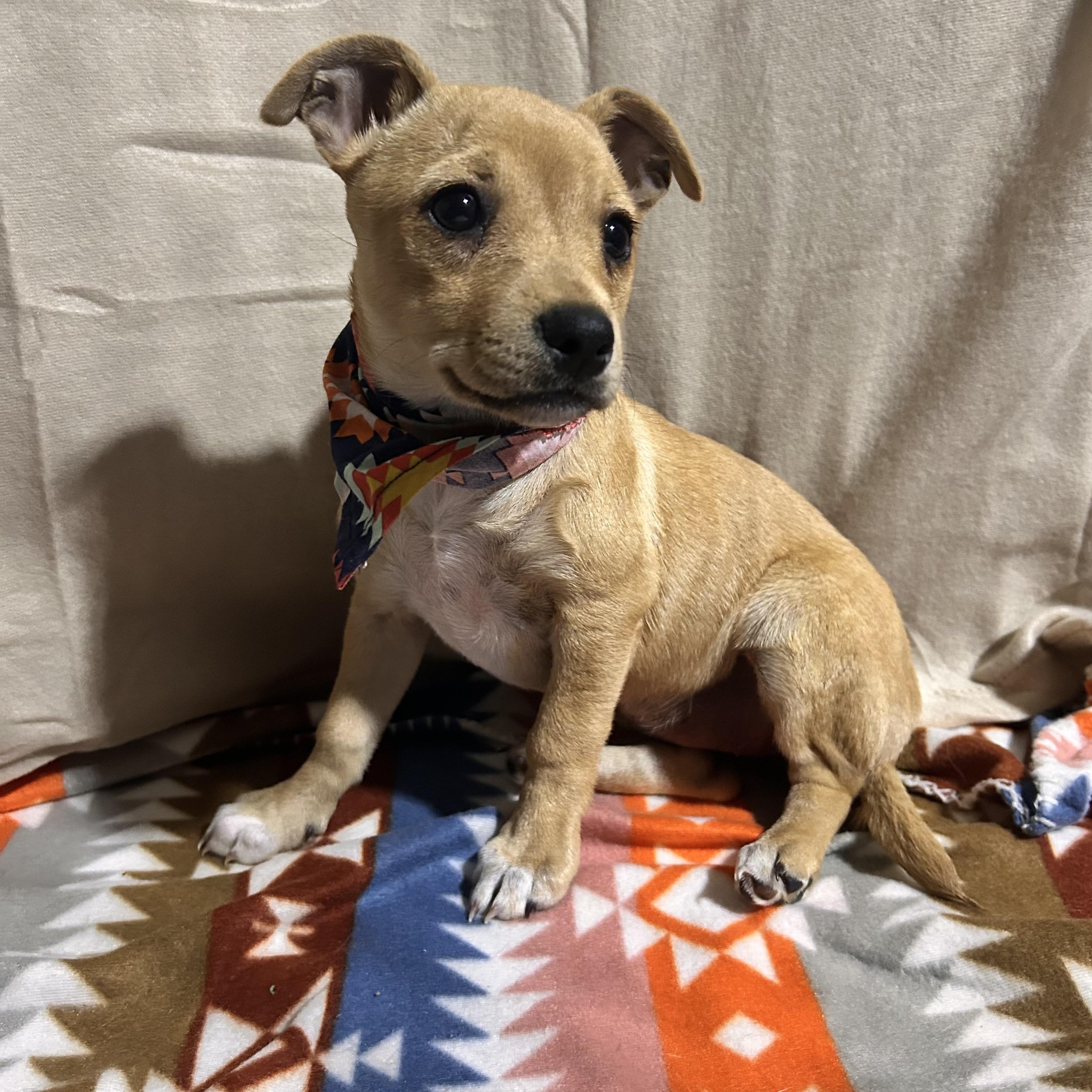 Enlarge MAGNOLIA (MAGGIE), an adoptable mixed breed in Newborn, GA image 2/5