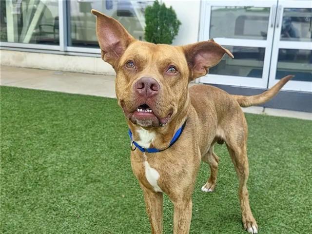 DOBBY, Adoptable, Adult Male Pit Bull Terrier.