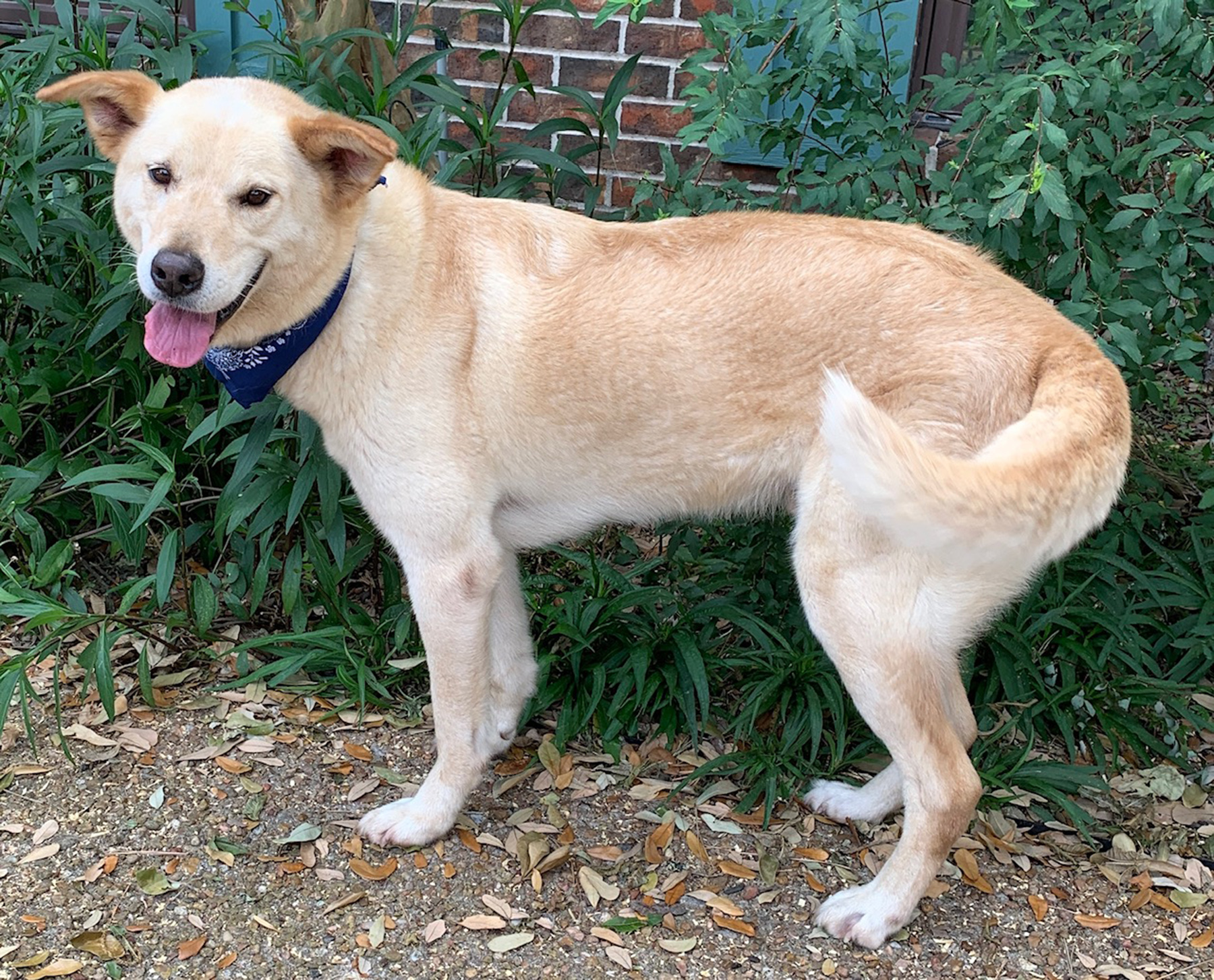 Dog for adoption THOMAS Sweet Couch Potato, a Labrador Retriever in