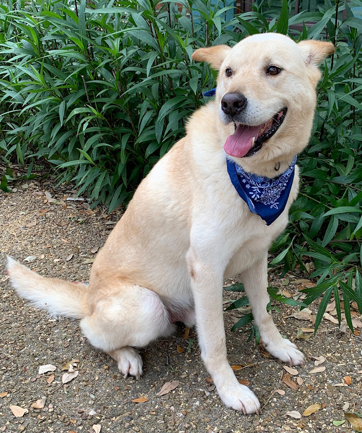 Dog for adoption THOMAS Sweet Couch Potato, a Labrador Retriever in
