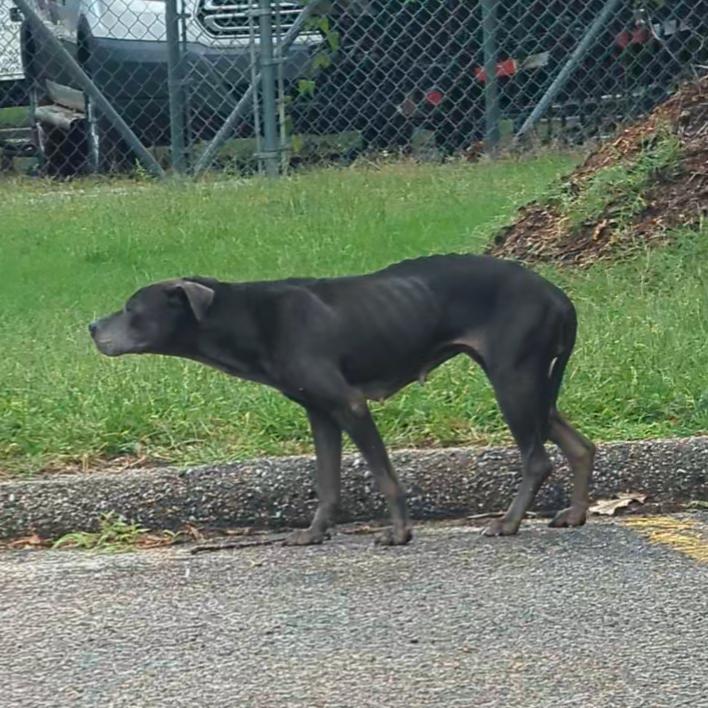 Franny, Adoptable, Senior Female Pit Bull Terrier.