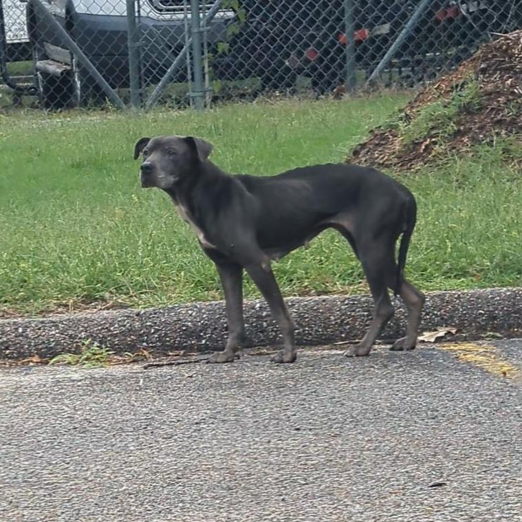 Franny — thumbnail 2