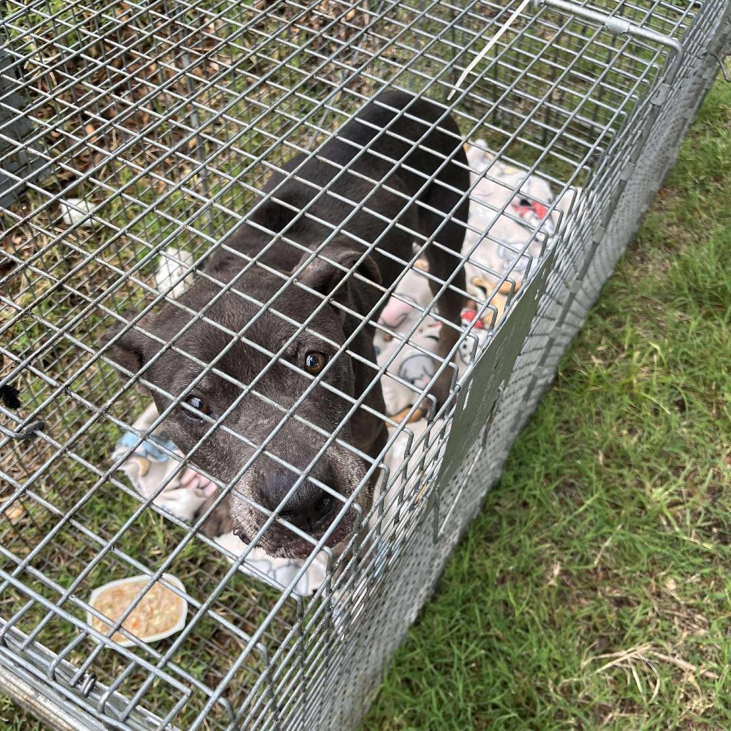 Enlarge Franny, a Adoptable Pit Bull Terrier in Wichita, KS image 3/4