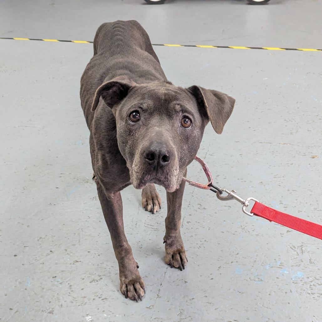 Enlarge Franny, a Adoptable Pit Bull Terrier in Wichita, KS image 4/4