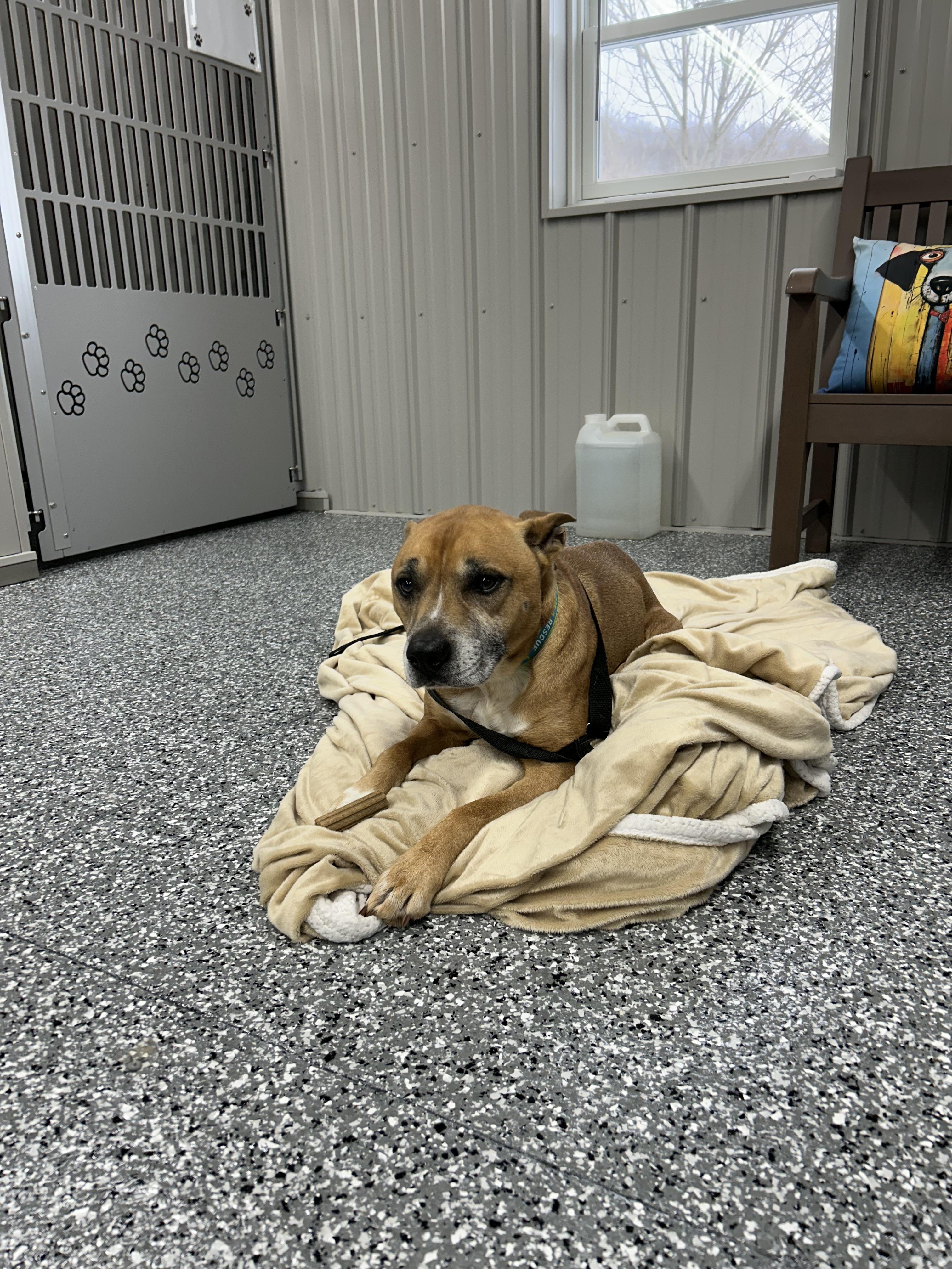 Jack, ADOPTABLE, Adult Male Mixed Breed.