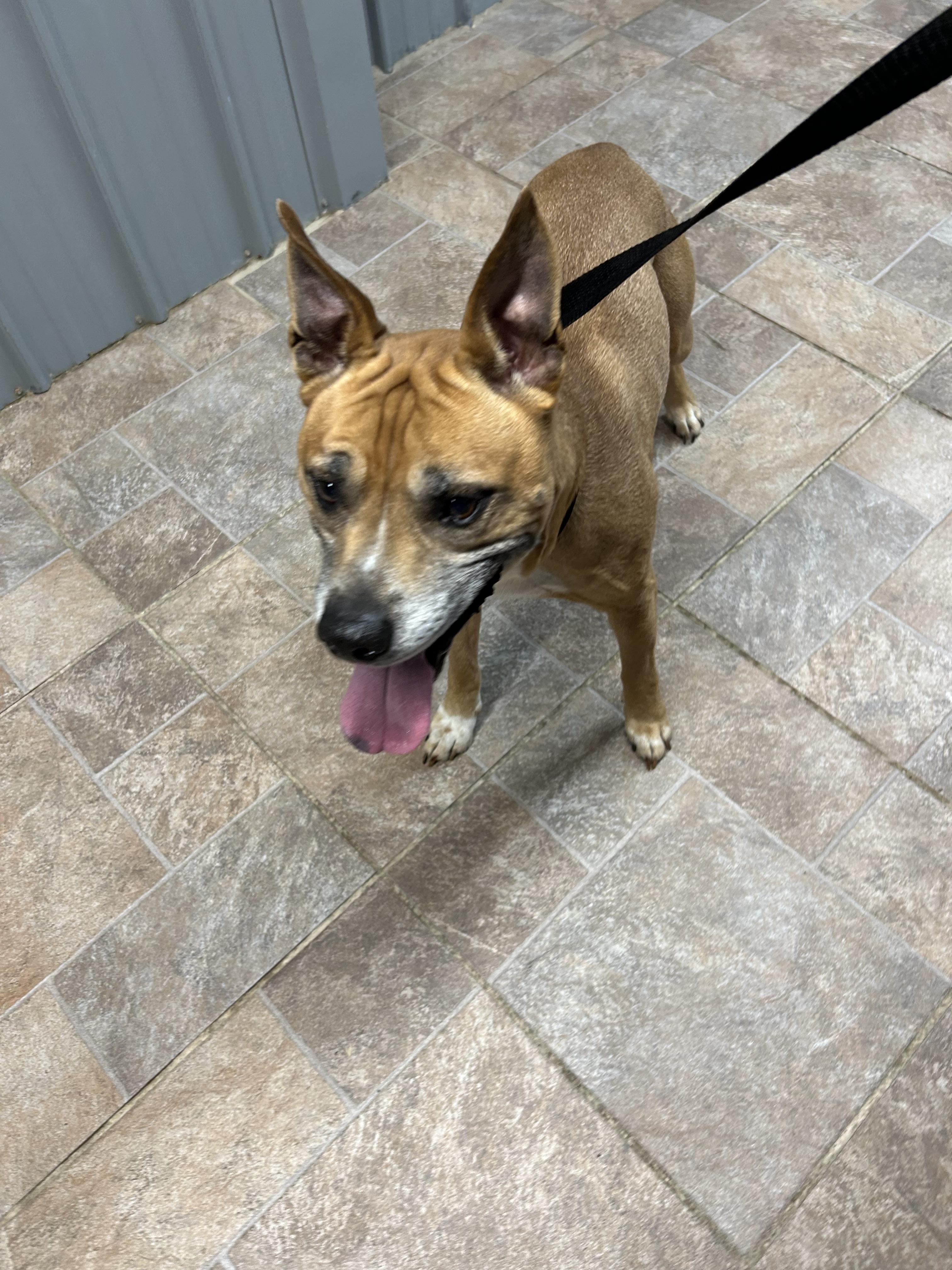 Enlarge Jack, a ADOPTABLE mixed breed in Moravia, NY image 2/2