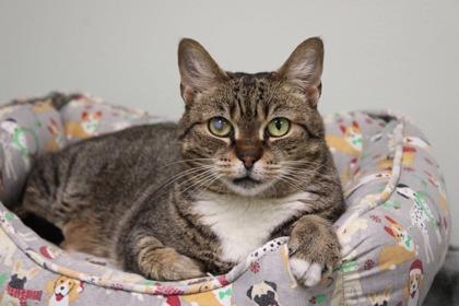 Chrissy, a Adoptable Domestic Short Hair in Batavia, OH image 1/2