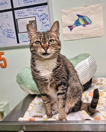 Chrissy, a Adoptable Domestic Short Hair in Batavia, OH image 1/2