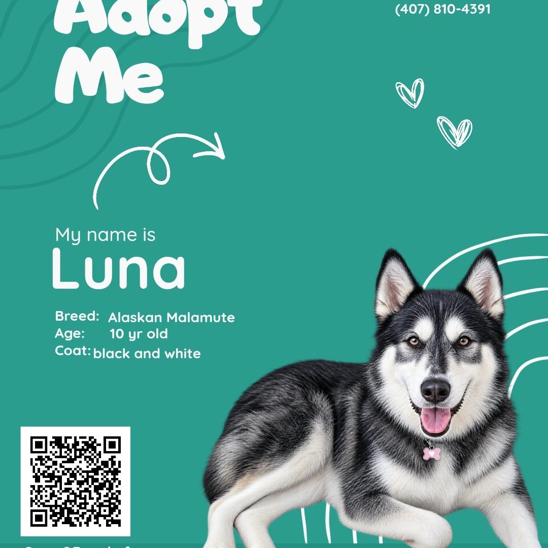 Enlarge Luna, a Adoptable Alaskan Malamute in Maryville, TN image 1/1