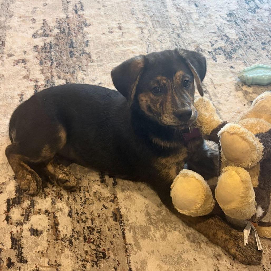 Enlarge Beautifly, a Adoptable Mixed Breed in Faribault, MN image 2/4