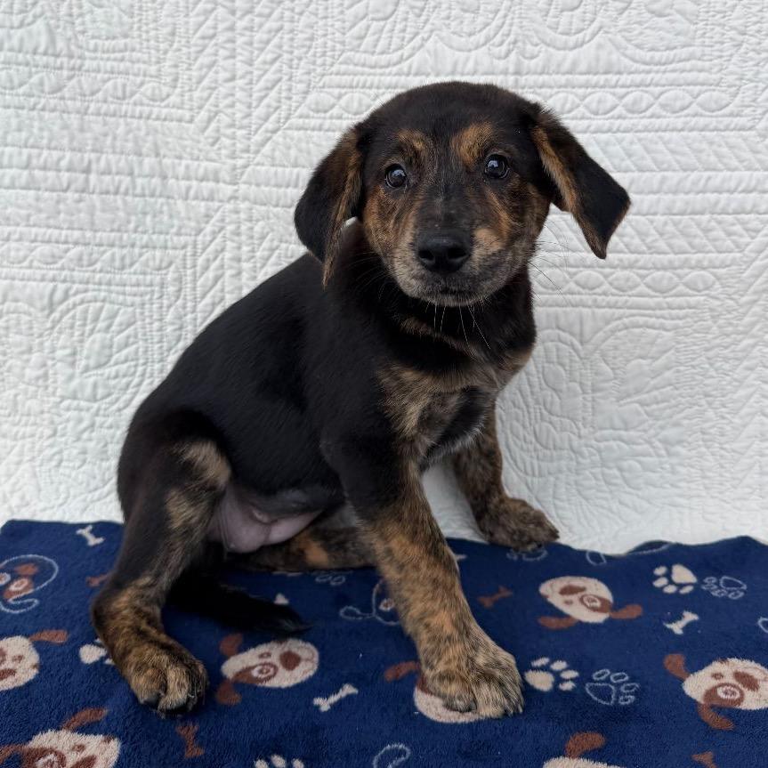Enlarge Beautifly, a Adoptable Mixed Breed in Faribault, MN image 3/4