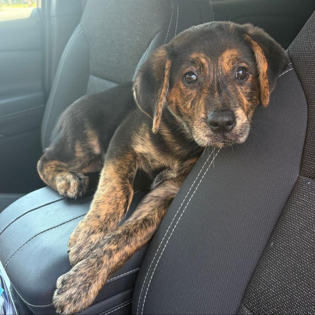Beautifly, Adoptable, Puppy Female Mixed Breed.