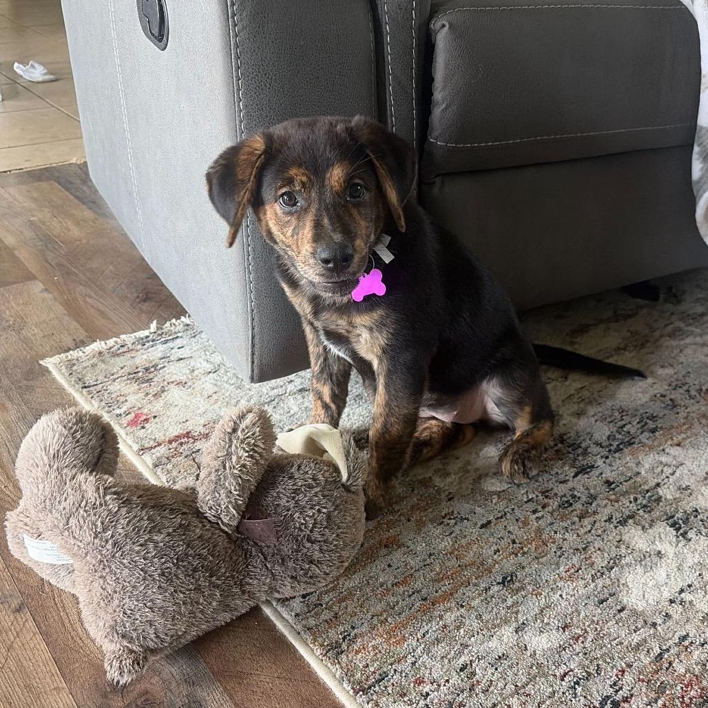 Enlarge Beautifly, a Adoptable Mixed Breed in Faribault, MN image 4/4