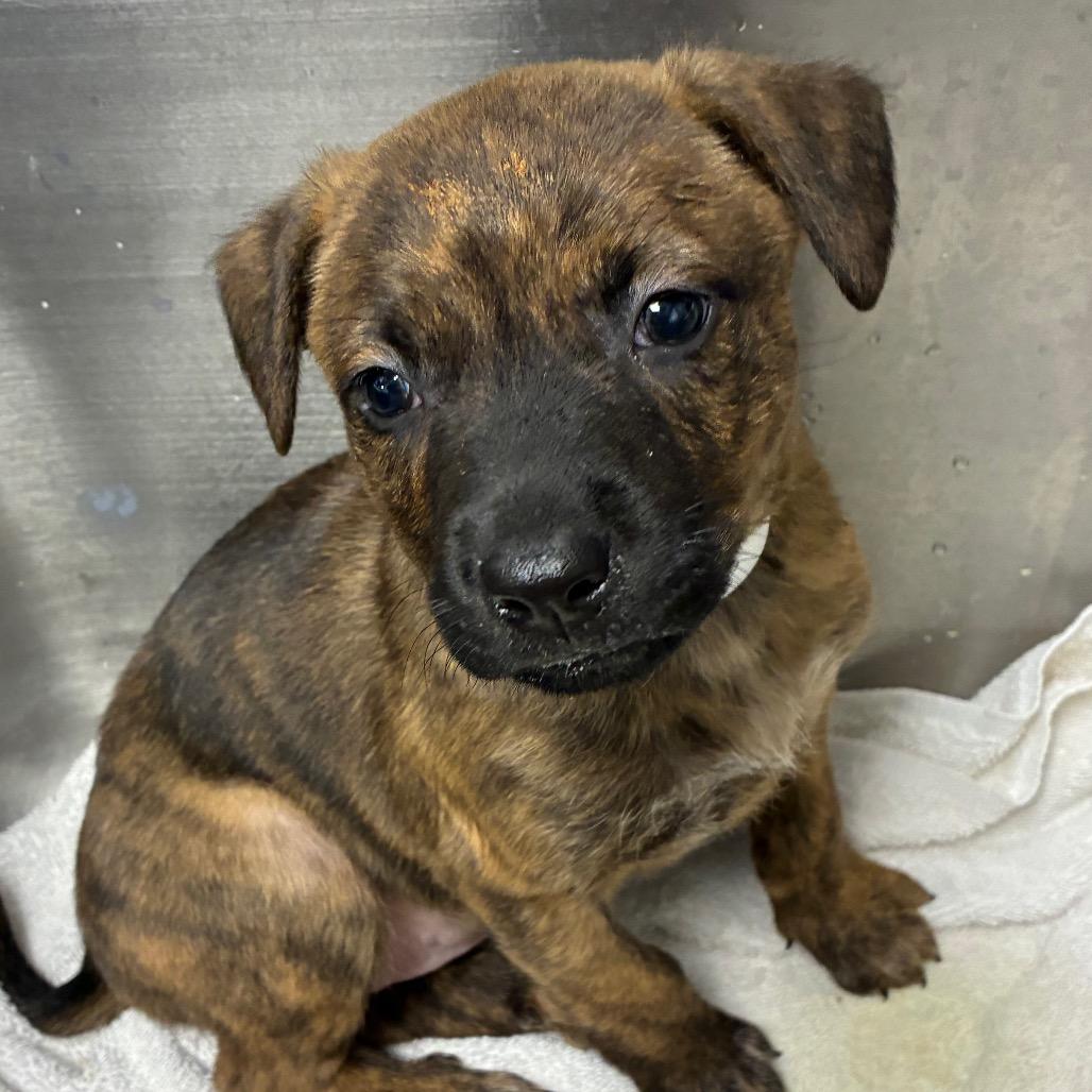 Salsa, Adoptable, Puppy Female Pit Bull Terrier & Mixed Breed.