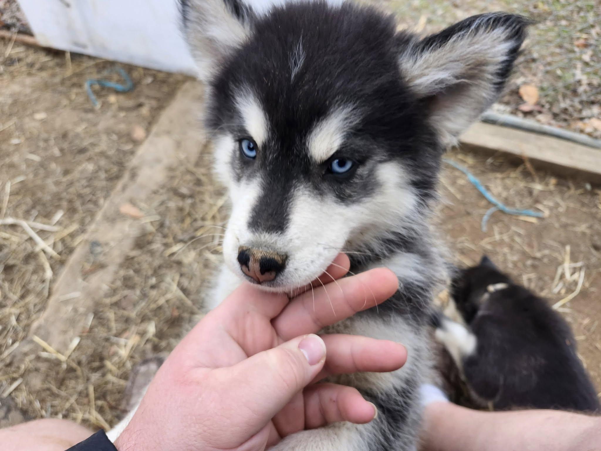 Oreo Cookie, Adoptable, Puppy Male Siberian Husky.