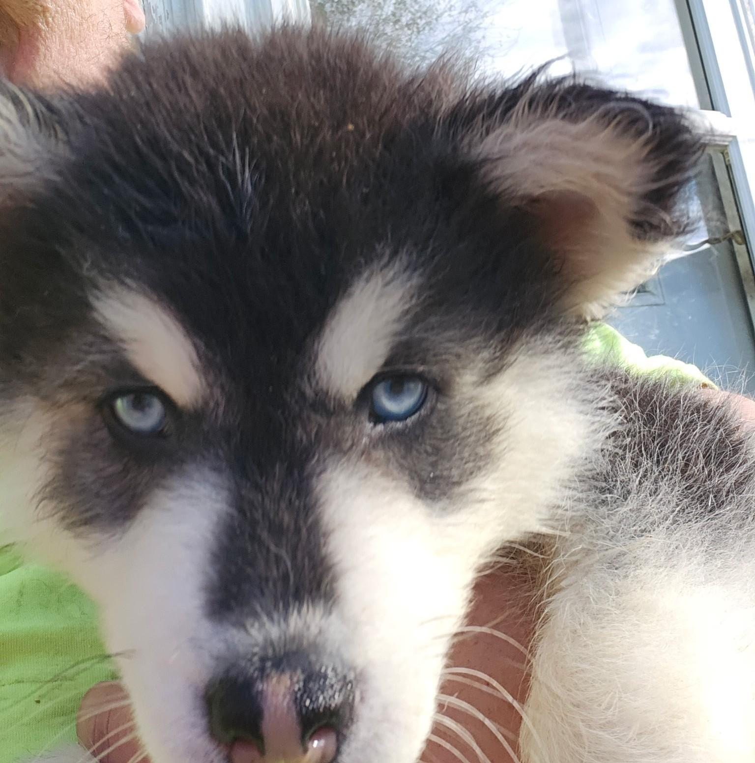 Oreo Cookie, a Adoptable mixed breed in Catawissa, PA image 2/4