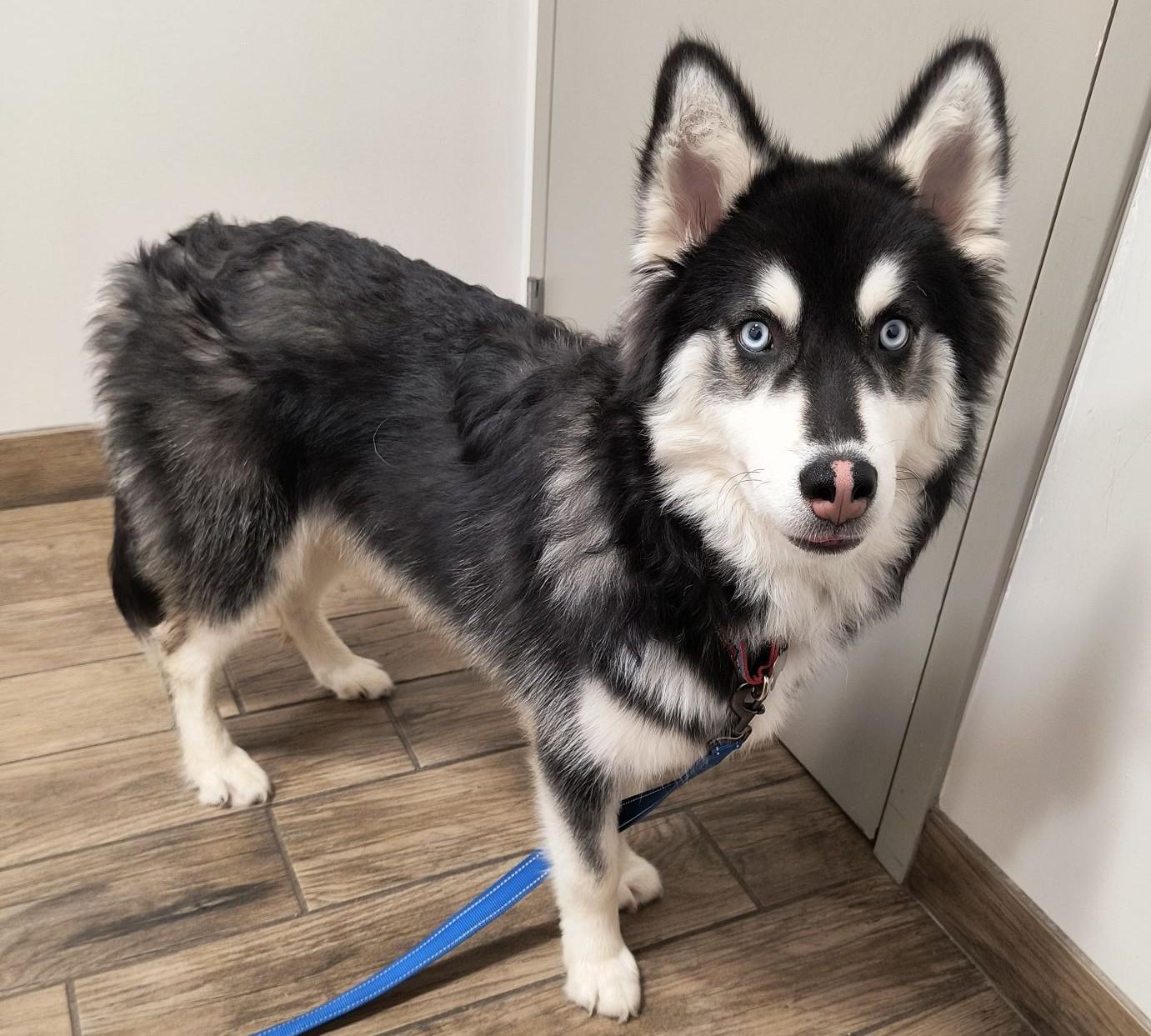 Oreo Cookie, Adoptable, Puppy Male Siberian Husky.