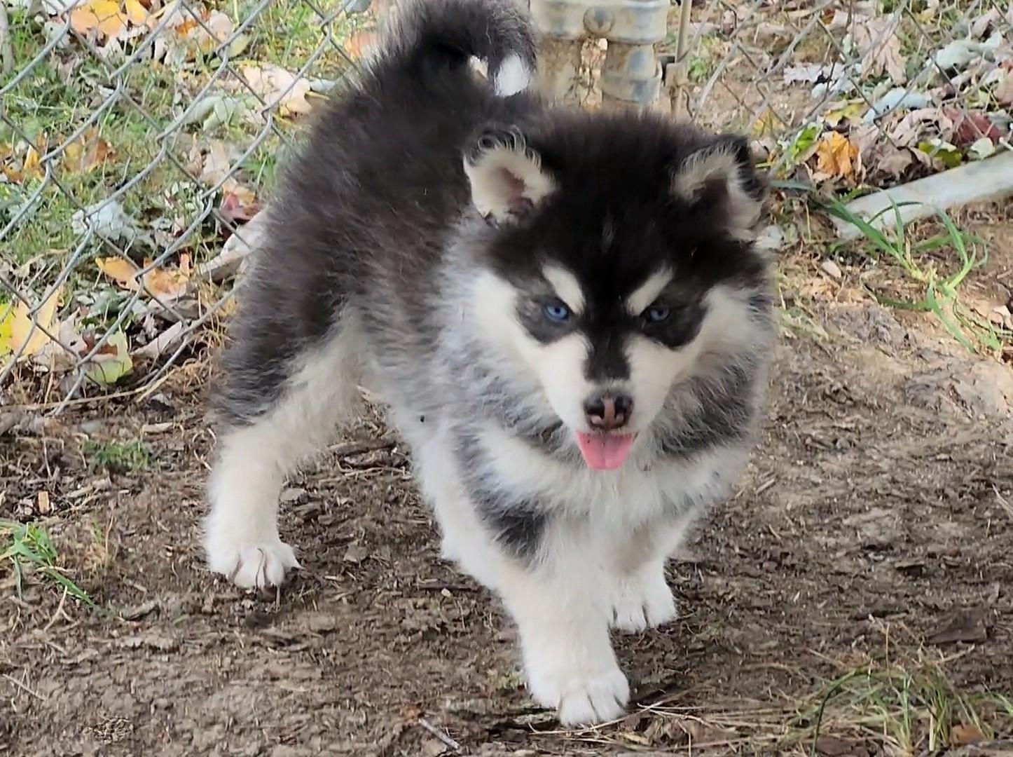 Oreo Cookie, a Adoptable mixed breed in Catawissa, PA image 3/4