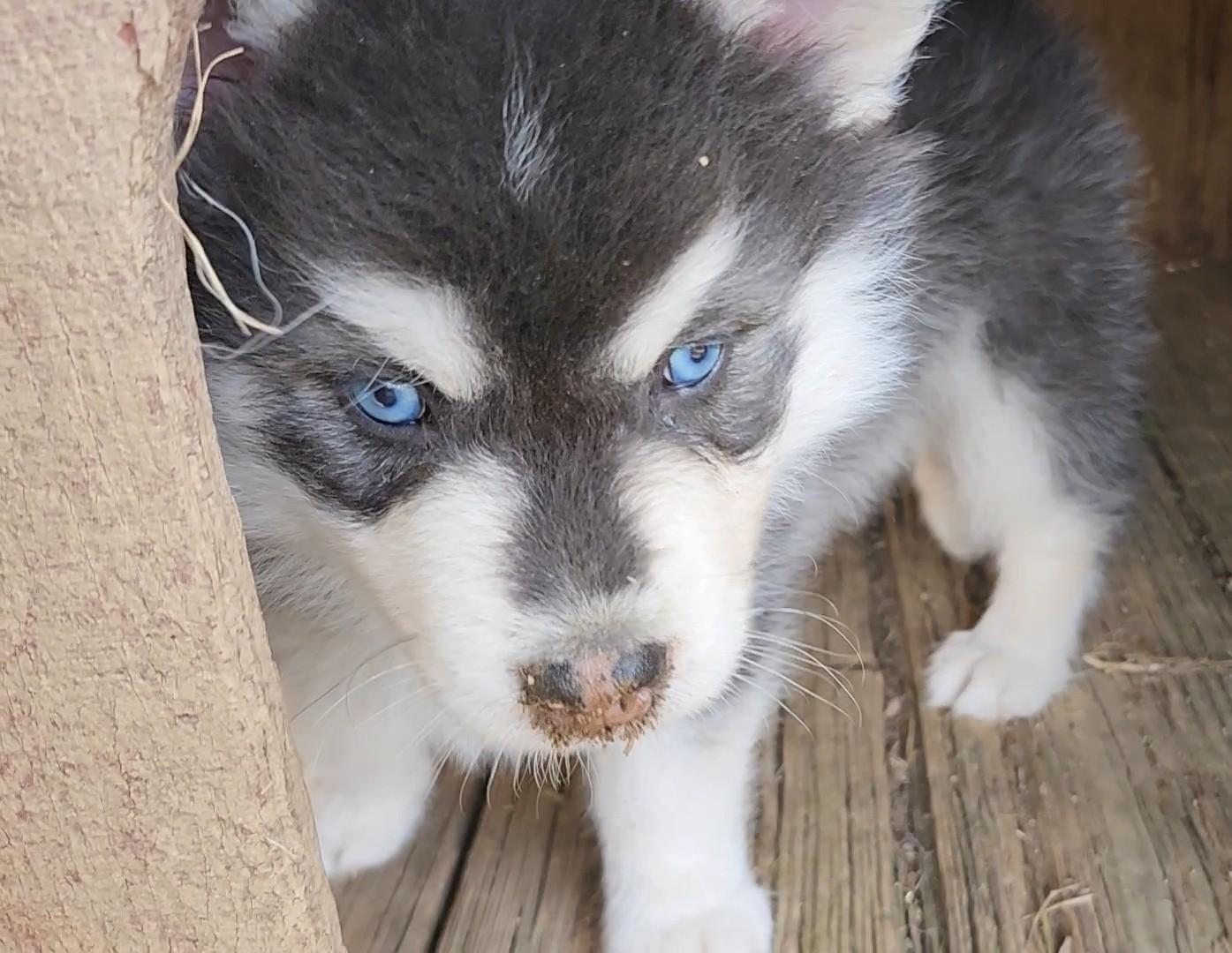 Oreo Cookie thumbnail 4