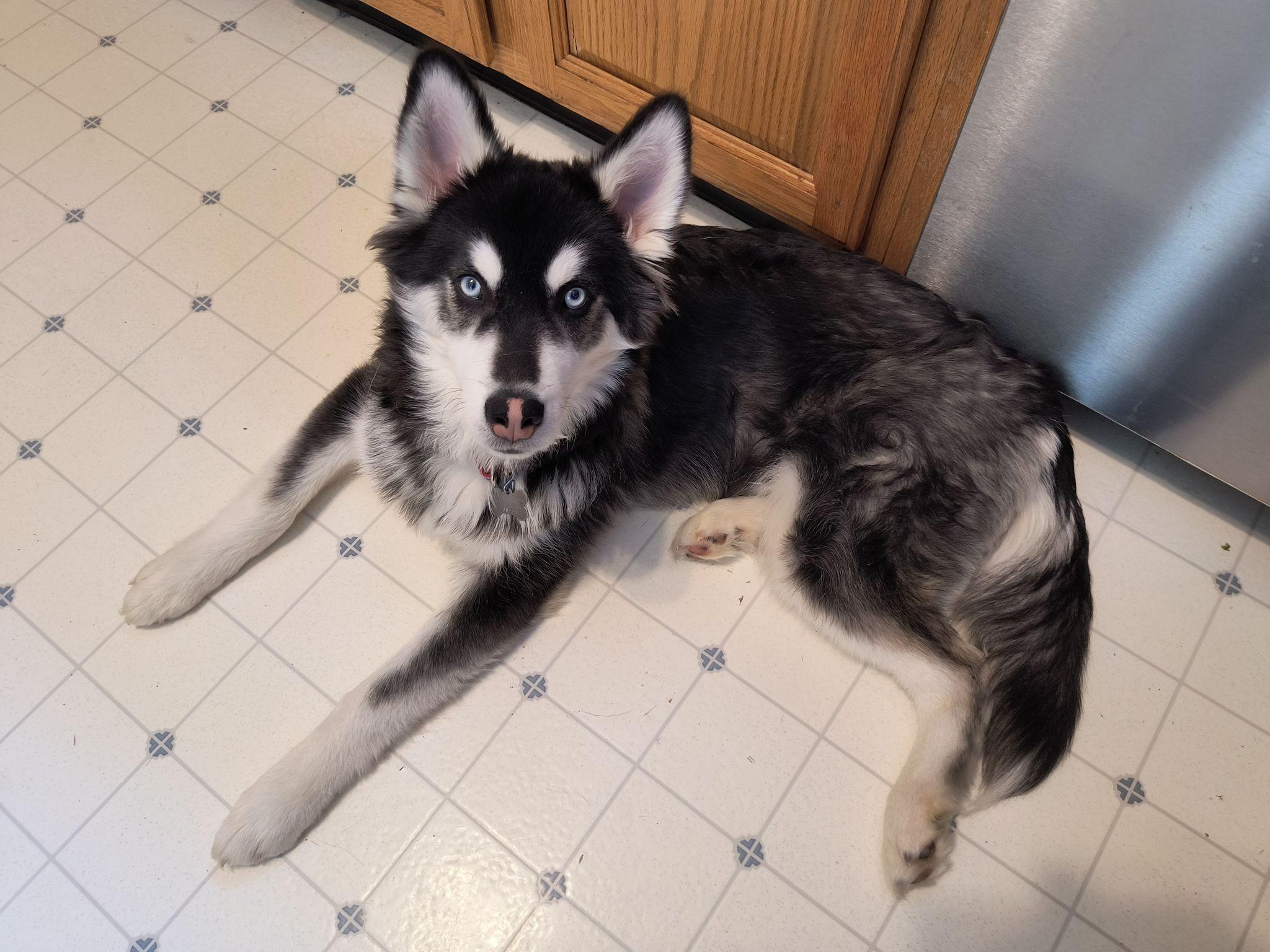 Enlarge Oreo Cookie, a Adoptable mixed breed in Catawissa, PA image 3/3