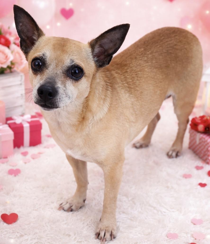 Enlarge Amethyst, an adoptable Chihuahua in Ladson, SC image 1/1