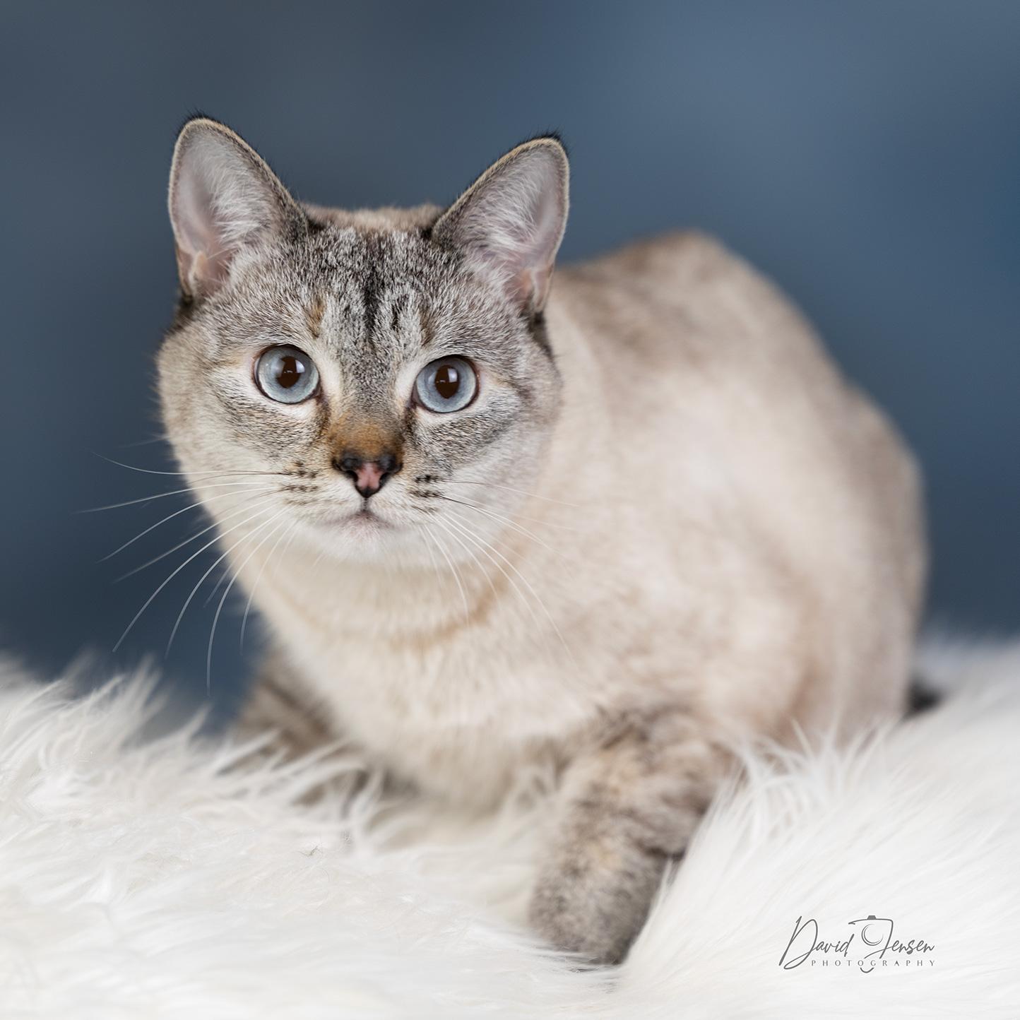 Havana, ADOPTABLE, Young Female Siamese.