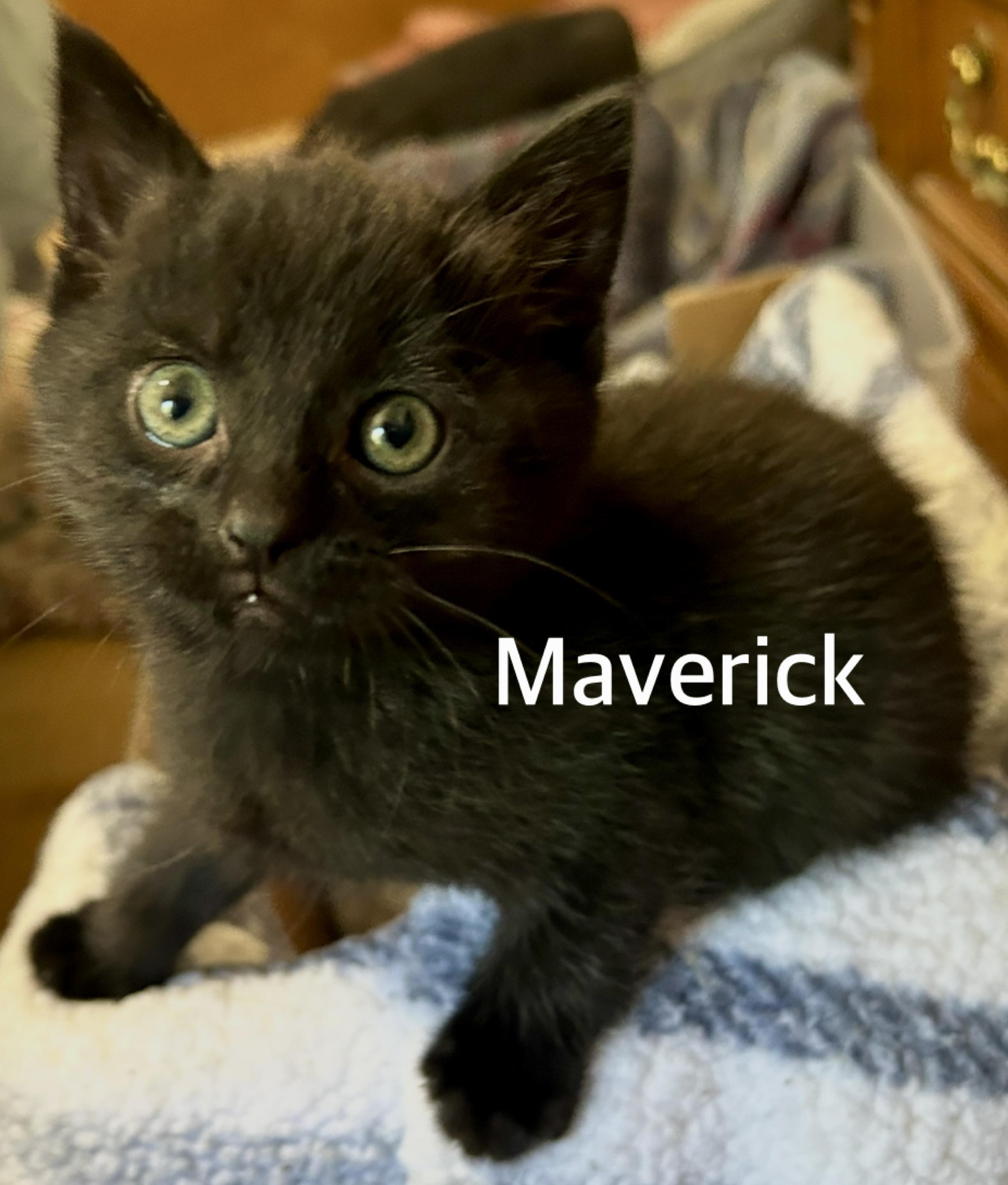 Enlarge Maverick, a ADOPTABLE Domestic Short Hair in Owasso, OK image 1/1