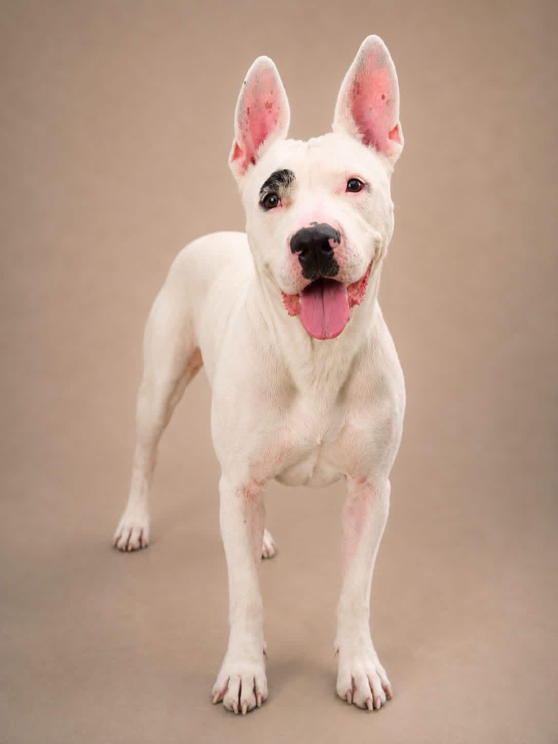 Enlarge Doris, a ADOPTABLE mixed breed in Ashland, OH image 1/1