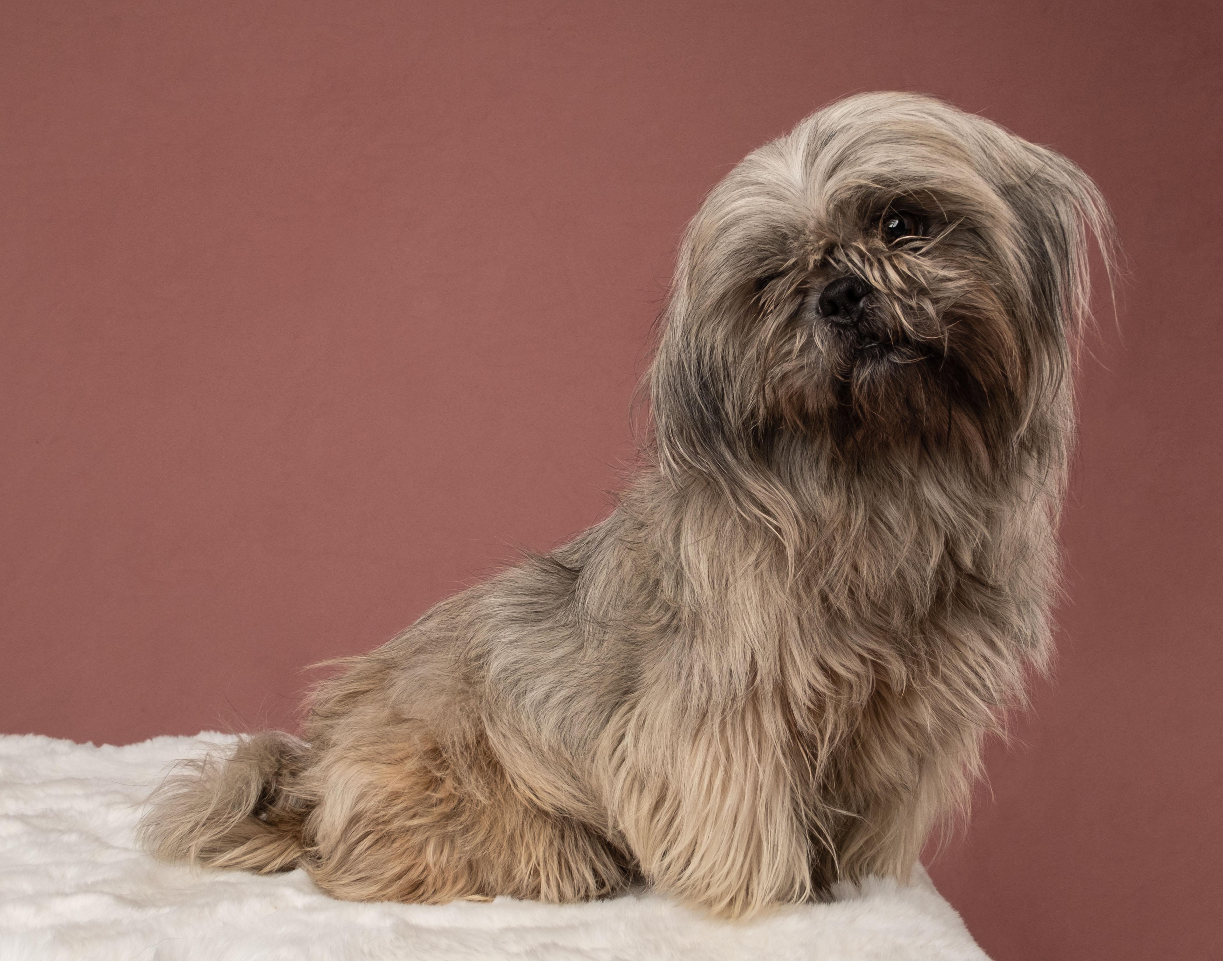 Blanca, Adoptable, Adult Female Shih Tzu.