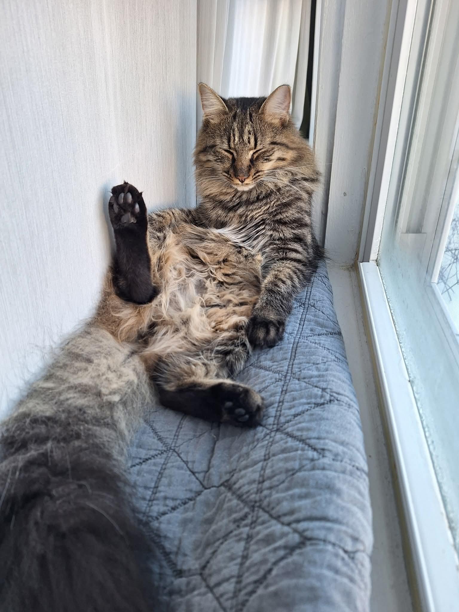 Enlarge Jack, a ADOPTABLE Domestic Medium Hair in Carnegie, PA image 2/5