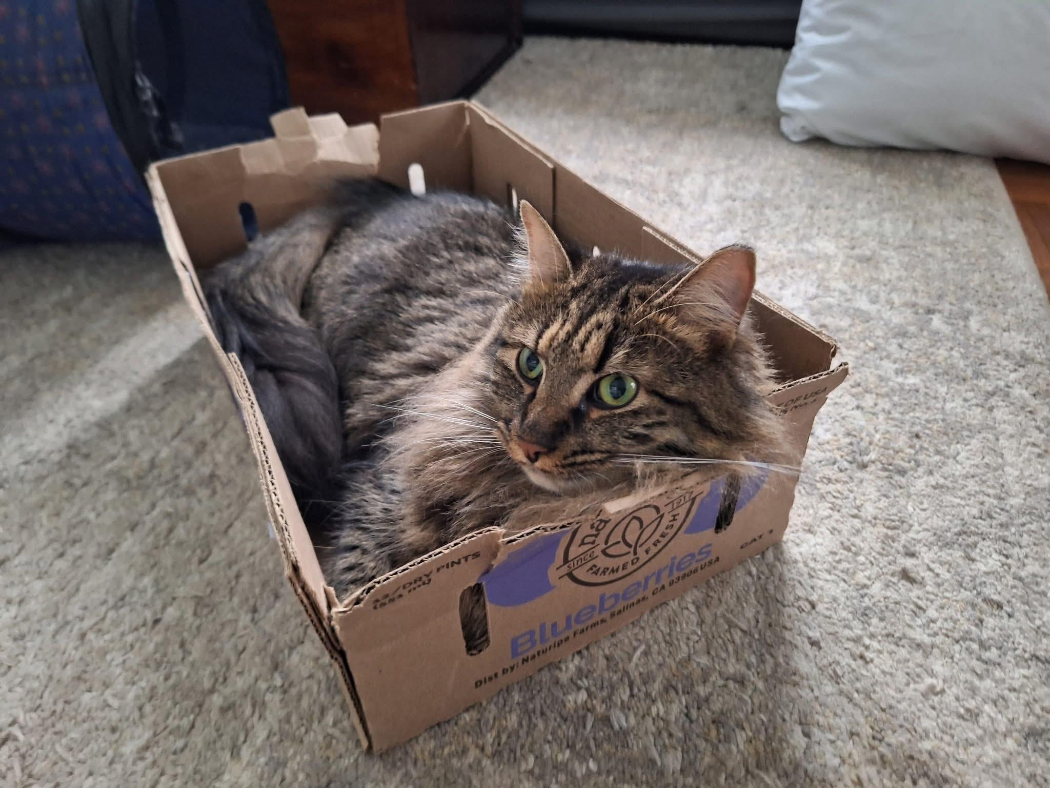 Jack, a ADOPTABLE Domestic Medium Hair in Carnegie, PA image 5/6