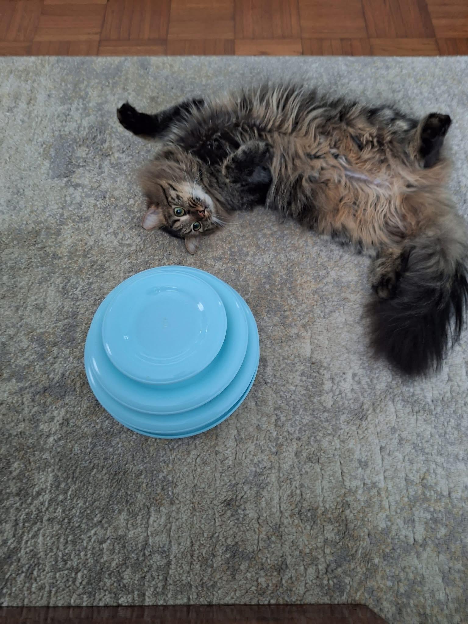 Jack, a ADOPTABLE Domestic Medium Hair in Carnegie, PA image 3/6