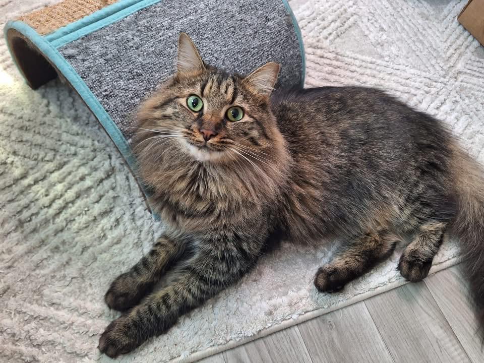 Jack, ADOPTABLE, Young Male Domestic Medium Hair.