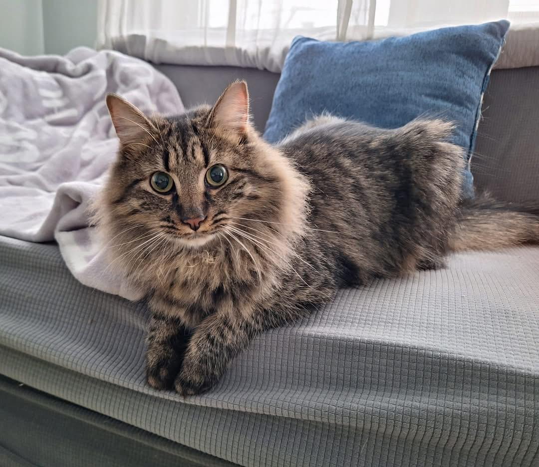 Enlarge Jack, a ADOPTABLE Domestic Medium Hair in Carnegie, PA image 1/5