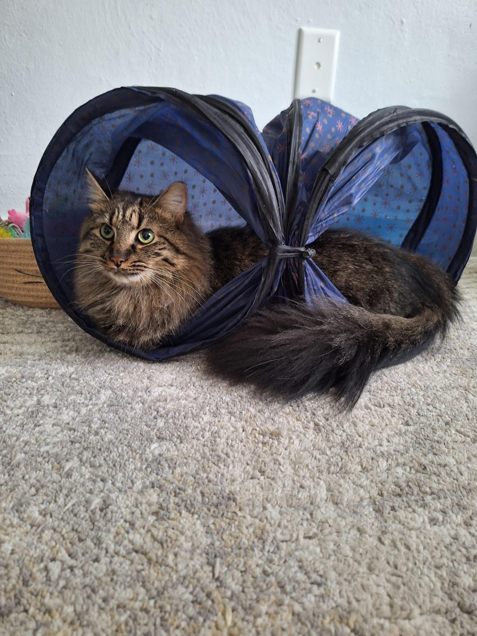 Jack, a ADOPTABLE Domestic Medium Hair in Carnegie, PA image 4/6