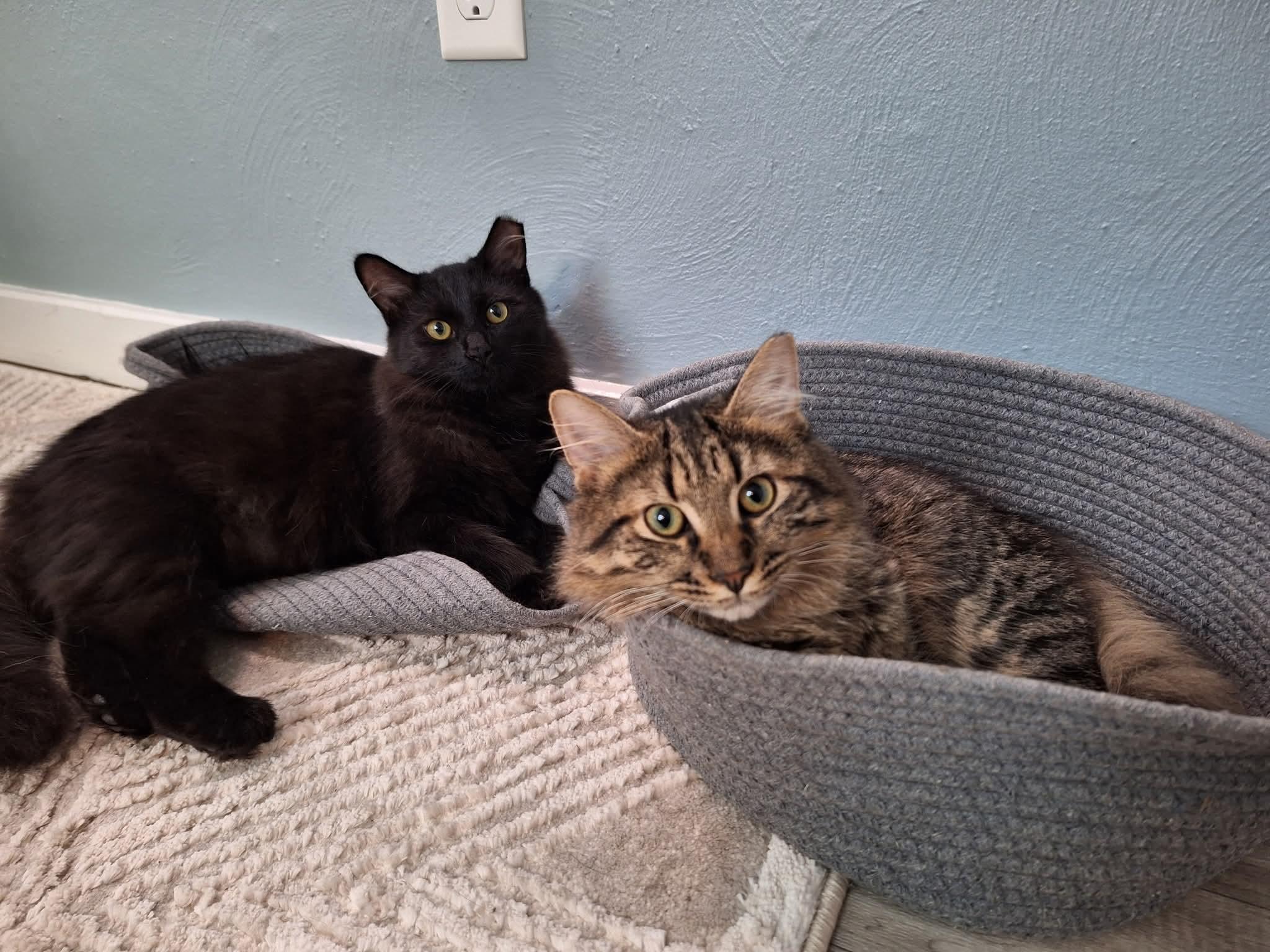 Enlarge Jack, a ADOPTABLE Domestic Medium Hair in Carnegie, PA image 3/5