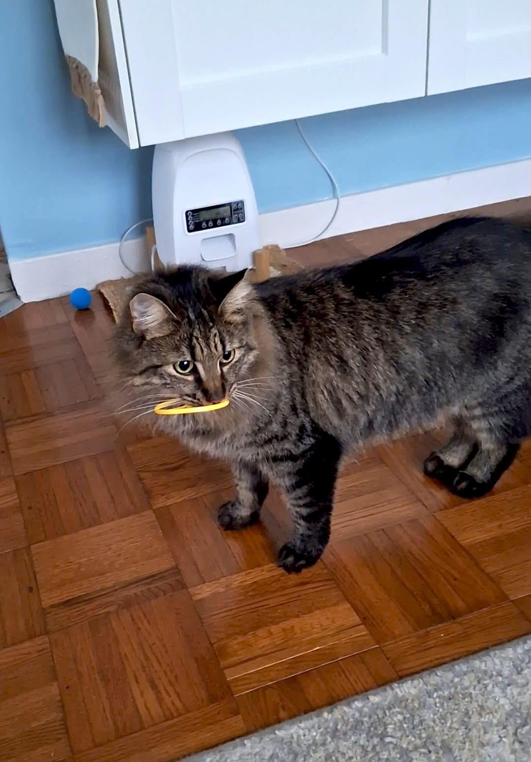 Jack, a ADOPTABLE Domestic Medium Hair in Carnegie, PA image 2/6