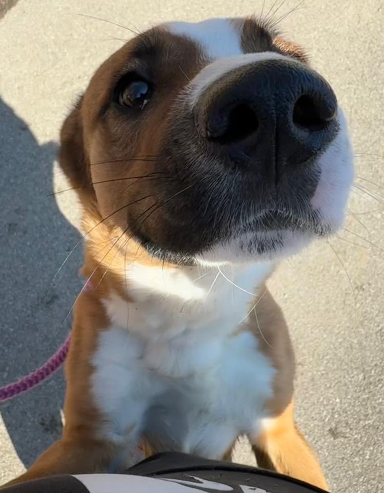 Enlarge Bently, a Adoptable Basenji in New Martinsville, WV image 1/3