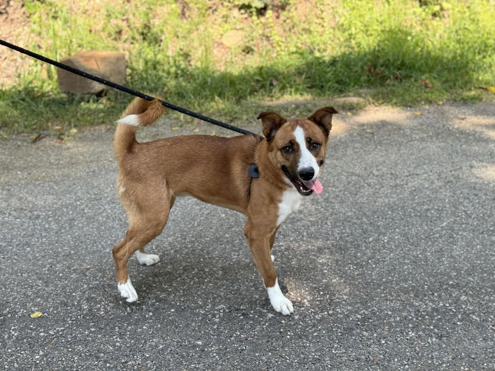 Enlarge Bently, a Adoptable Basenji in New Martinsville, WV image 2/3