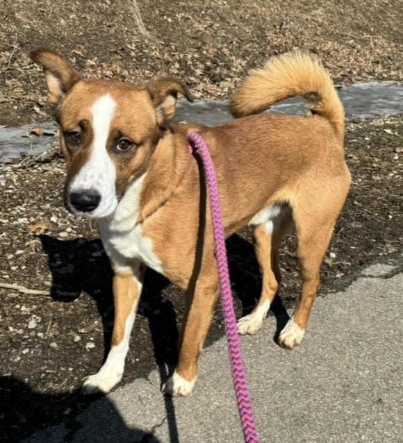 Enlarge Bently, a Adoptable Basenji in New Martinsville, WV image 3/3