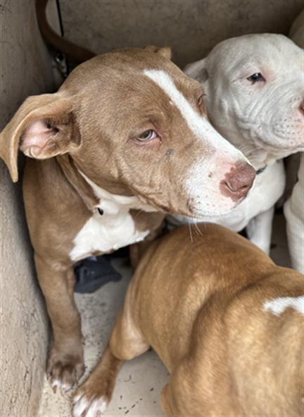 SMOKEY, Adoptable, Young Male Staffordshire Bull Terrier & Mixed Breed.