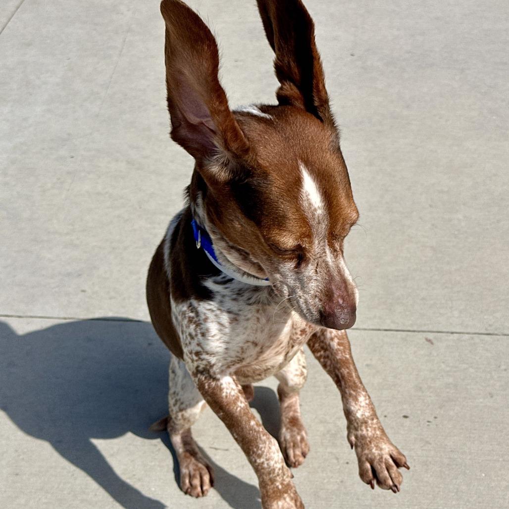 Flea, Adoptable, Senior Male Beagle.