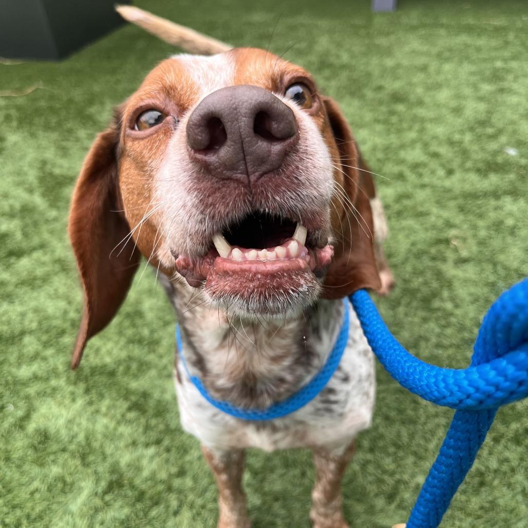 Enlarge Flea, a Adoptable Beagle in Matteson, IL image 6/6