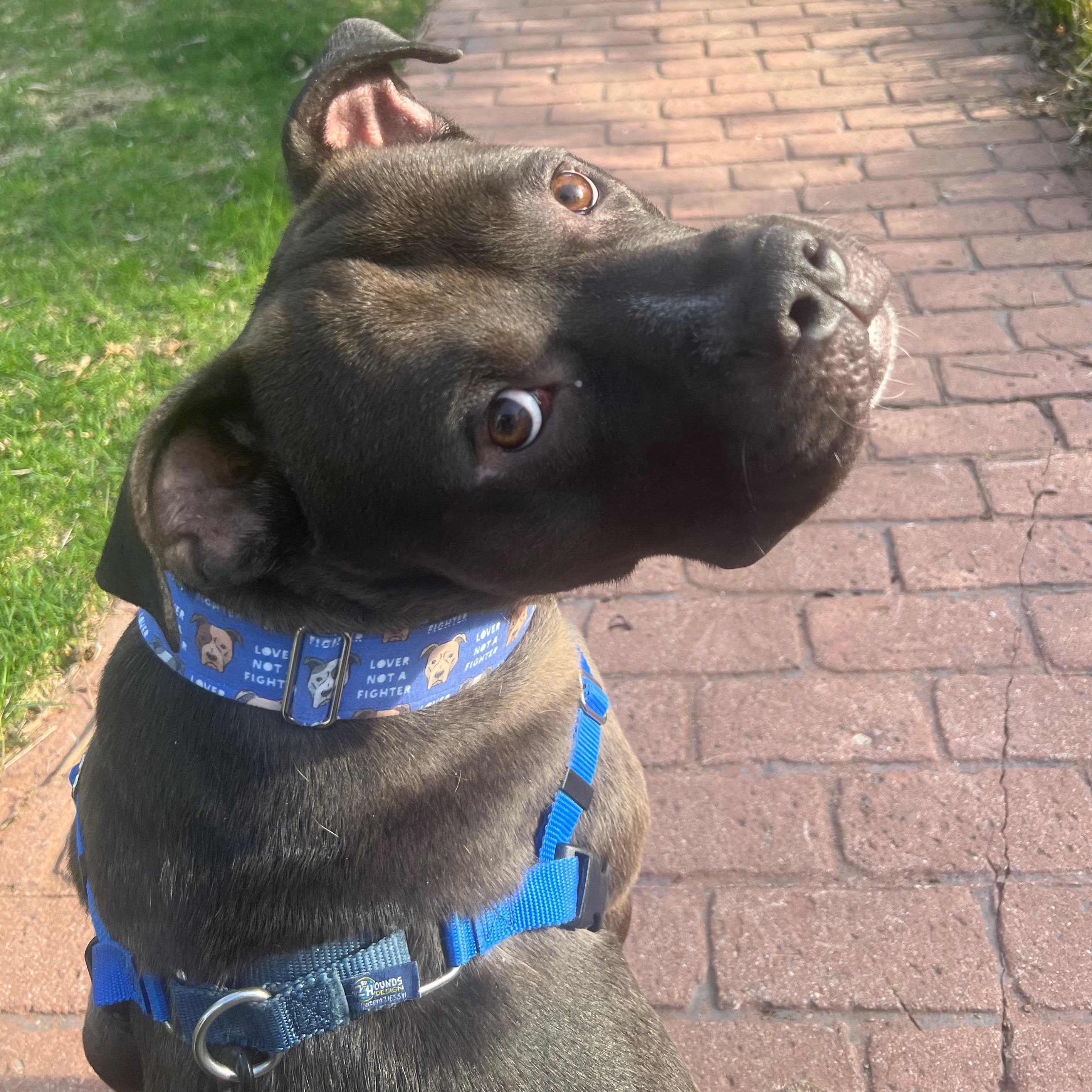 Enzo