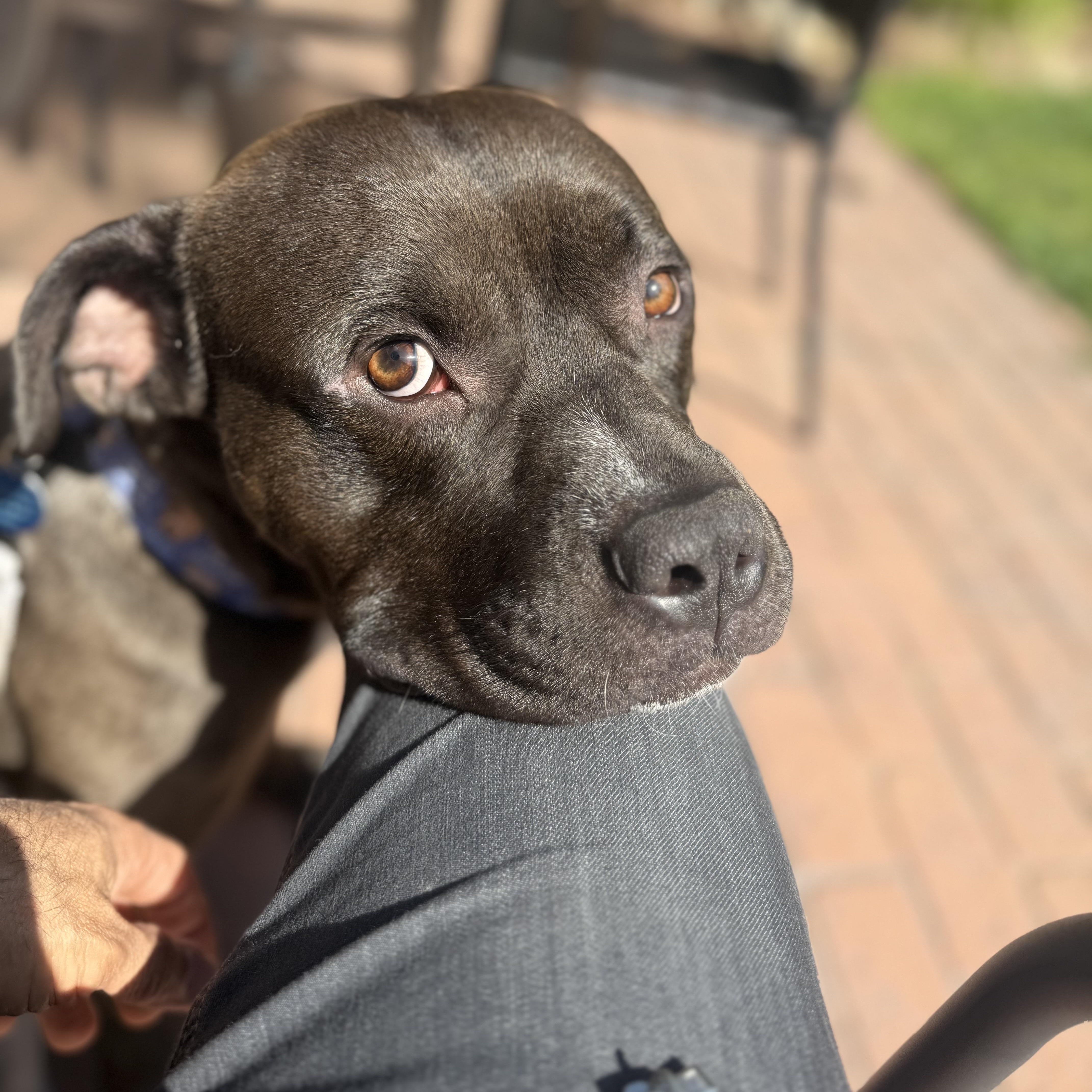 Enzo